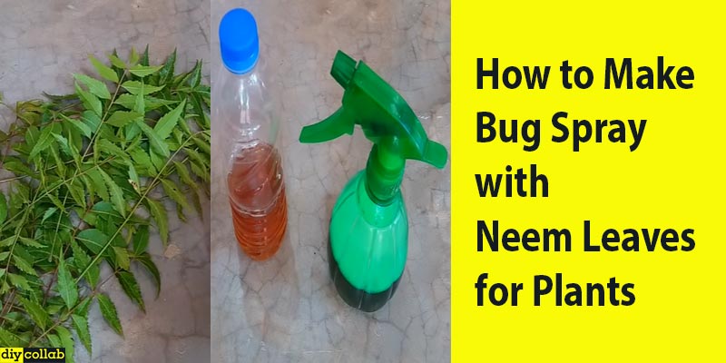 How to Make Bug Spray with Neem Leaves