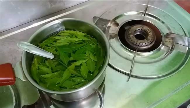 neem leaves on a pot